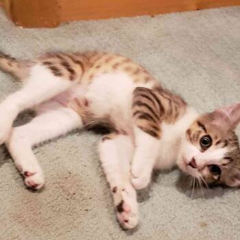 Rescue Domestic Short Hair Cats for Adoption in Aledo, Texas - Paul | PetCurious