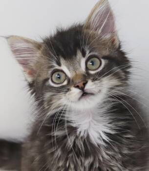 Whiskers is simply wonderful - spectacular in fact -  Maine Coon and Tabby Cat for Adoption in Bedford Hills, New York - Whiskers Is Simply Wonderful - Spectacular In Fact | PetCurious
