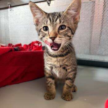 Domestic Short Hair Cats Available for Adoption in Sarasota, Florida - Romeow | PetCurious