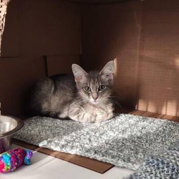 Triceon -  Domestic Short Hair Cat for Adoption in Des Moines, Iowa - Triceon | PetCurious