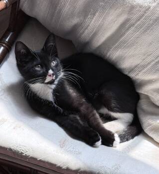Chess - KITTEN -  Domestic Short Hair Cat for Adoption in Harrison, New York - Chess - KITTEN | PetCurious