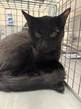 BENNY -  Bombay Cat for Adoption in Las Vegas, Nevada - BENNY | PetCurious