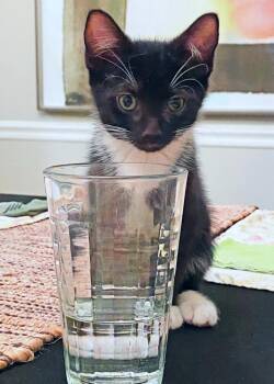 Felty -  Domestic Medium Hair Cat for Adoption in Silver Spring, Maryland - Felty | PetCurious