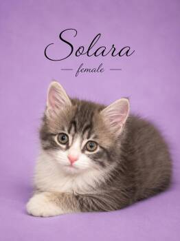 Domestic Long Hair Cats Available for Adoption in Reno, Nevada - Solara (daughter Of Sugar) LOCATED AT PETSMART NORTHWEST RENO (M | PetCurious