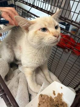 Gravy -  Domestic Medium Hair Cat for Adoption in Los Angeles, California - Gravy | PetCurious