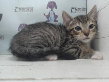 A599057 -  Domestic Short Hair Cat for Adoption in Orlando, Florida - A599057 | PetCurious