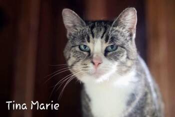 Tina Marie -  Domestic Short Hair Cat for Adoption in Cromwell, Kentucky - Tina Marie | PetCurious