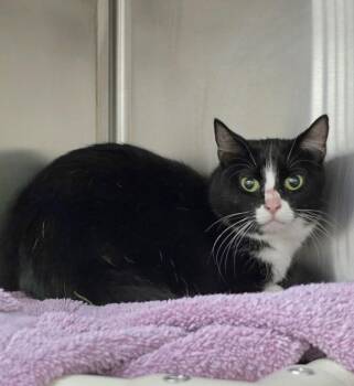 DEVON -  Domestic Short Hair Cat for Adoption in Derwood, Maryland - DEVON | PetCurious
