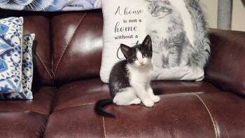 Pickles -  American Shorthair Cat for Adoption in Roanoke, Alabama - Pickles | PetCurious
