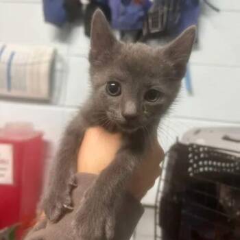 Ghost -  Domestic Short Hair Cat for Adoption in Beaumont, Texas - Ghost | PetCurious