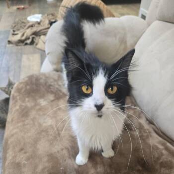 Rescue Domestic Long Hair Cats for Adoption in Bloomington, Illinois - Eden | PetCurious