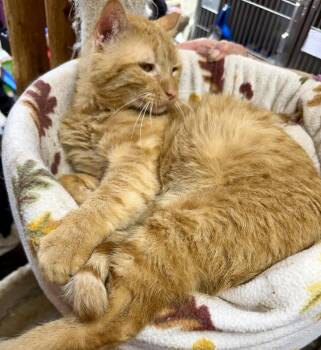 Garfield -  Domestic Short Hair Cat for Adoption in Maywood, Illinois - Garfield | PetCurious