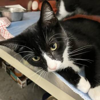 Binky -  Domestic Short Hair Cat for Adoption in Idaho Falls, Idaho - Binky | PetCurious