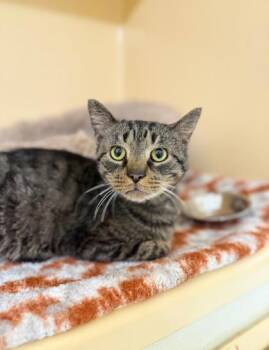 Domestic Short Hair Cats Available for Adoption - URIEL | PetCurious
