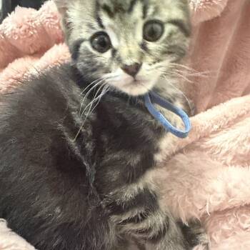 Ethan -  Bengal Cat for Adoption in Hoffman Estates, Illinois - Ethan | PetCurious