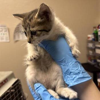 Nilly -  Domestic Short Hair Cat for Adoption in Tempe, Arizona - Nilly | PetCurious