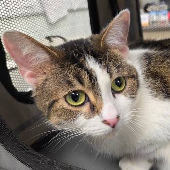 Mini -  Domestic Short Hair Cat for Adoption in Chattanooga, Tennessee - Mini | PetCurious