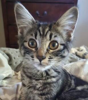 Rescue Tabby and Domestic Medium Hair Cats for Adoption in North Highlands, California - LunaE | PetCurious