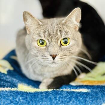 Domestic Short Hair Cats Available for Adoption in Jackson Township, New Jersey - Starling  | PetCurious