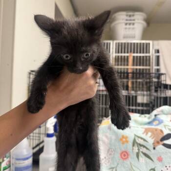 Smurf -  Domestic Short Hair Cat for Adoption in Colorado Springs, Colorado - Smurf | PetCurious