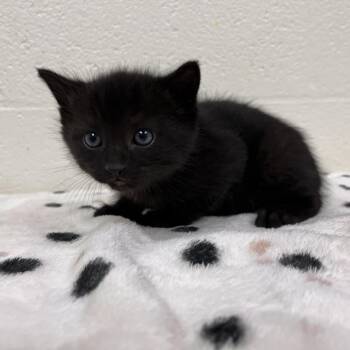 Domestic Short Hair Cats Available for Adoption in Lyndhurst, Virginia - SVAS-Stray-38471 | PetCurious