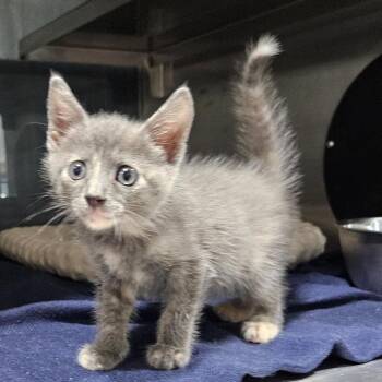 Taco -  Domestic Medium Hair Cat for Adoption in Livingston, Texas - Taco | PetCurious