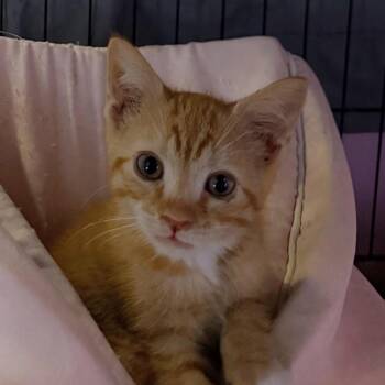 Larry Lancelot -  Domestic Short Hair Cat for Adoption in Fredericksburg, Virginia - Larry Lancelot | PetCurious