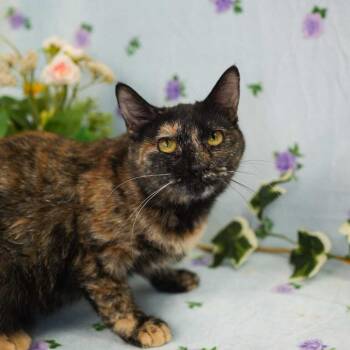Domestic Short Hair Cats Available for Adoption in Wheaton, Illinois - Moonie | PetCurious