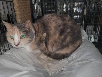 Delilah 2903 -  Dilute Calico and Domestic Short Hair Cat for Adoption in Locust Grove, Virginia - Delilah 2903 | PetCurious