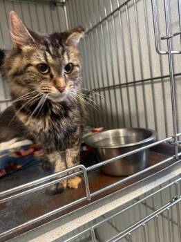 Domestic Short Hair Cats Available for Adoption in Rock Springs, Wyoming - Envy | PetCurious