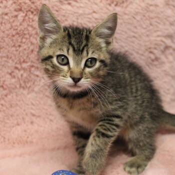 Alan -  Domestic Short Hair Cat for Adoption in Auburn, Alabama - Alan | PetCurious