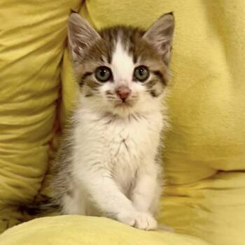 Rescue Domestic Medium Hair Cats for Adoption in Franklin Township, New Jersey - Tulio | PetCurious