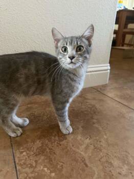 Tabby Cats Available for Adoption in Napa, California - Mud ( AP) | PetCurious