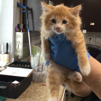 Pumpkin -  Domestic Long Hair Cat for Adoption in Marshall, Virginia - Pumpkin | PetCurious