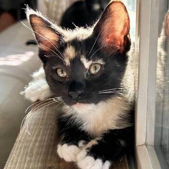 Prim -  Domestic Short Hair Cat for Adoption in Tustin, California - Prim | PetCurious