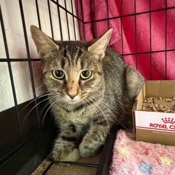 SVAS-Stray-39603 -  Domestic Short Hair Cat for Adoption in Lyndhurst, Virginia - SVAS-Stray-39603 | PetCurious