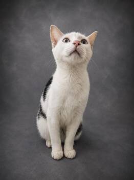 LOUIE -  Domestic Short Hair Cat for Adoption in Winter Haven, Florida - LOUIE | PetCurious