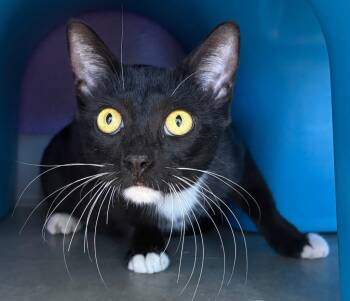 Rescue Domestic Short Hair Cats for Adoption in Bossier City, Louisiana - Oreo | PetCurious