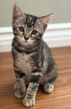 Allie -  Domestic Short Hair Cat Available for Adoption in Seal Beach, California - Allie | PetCurious