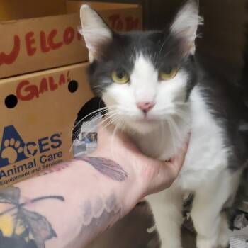 Poe -  Domestic Short Hair Cat for Adoption - Poe | PetCurious