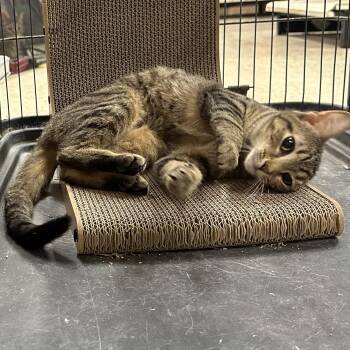 Domestic Short Hair Cats Available for Adoption - Eliana | PetCurious
