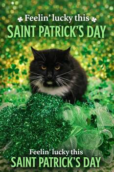 Domestic Long Hair Cats Available for Adoption - Oliver | PetCurious