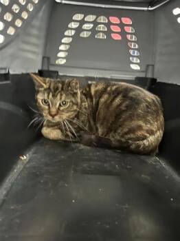 Chypre -  Domestic Medium Hair and Domestic Short Hair Cat for Adoption in Montreal, Quebec - Chypre | PetCurious