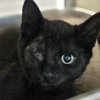 Chipz -  Domestic Short Hair Cat for Adoption in Oakland, California - Chipz | PetCurious