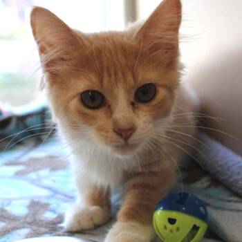 Bumblebee -  Domestic Short Hair Cat for Adoption in Gloucester, Virginia - Bumblebee | PetCurious