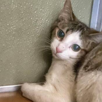 Domestic Short Hair Cats Available for Adoption in Riverwoods, Illinois - Astrea | PetCurious