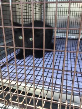 Marshall -  Domestic Short Hair Cat for Adoption in New Braunfels, Texas - Marshall | PetCurious