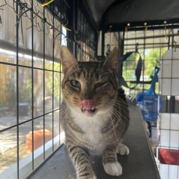 Domestic Short Hair Cats Available for Adoption in Buffalo, New York - Kindness | PetCurious