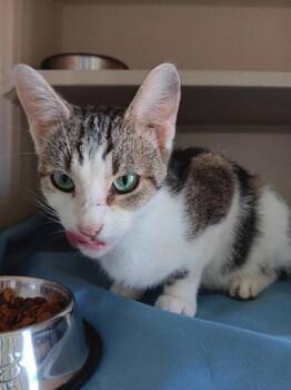 Nimbus -  Domestic Short Hair Cat for Adoption in Columbus, Indiana - Nimbus | PetCurious