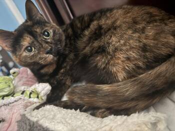 Nabi -  American Shorthair Cat for Adoption in Nashville, Tennessee - Nabi | PetCurious
